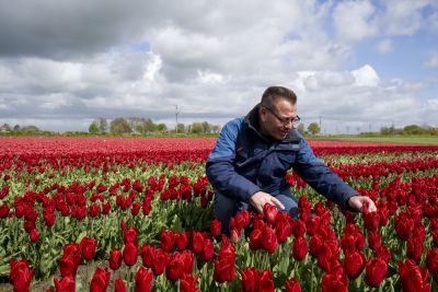 tulip production down due to brexit and climate change